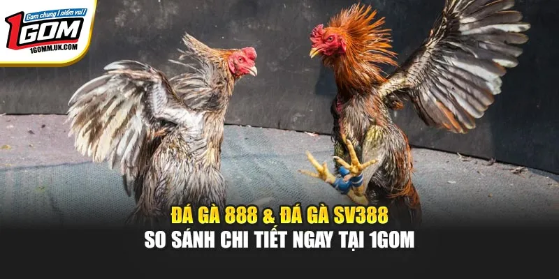 Đá Gà 888 & Đá Gà SV388 - So Sánh Chi Tiết Ngay Tại 1GOM Đá Gà 888 & Đá Gà SV388 - So Sánh Chi Tiết Ngay Tại 1GOM