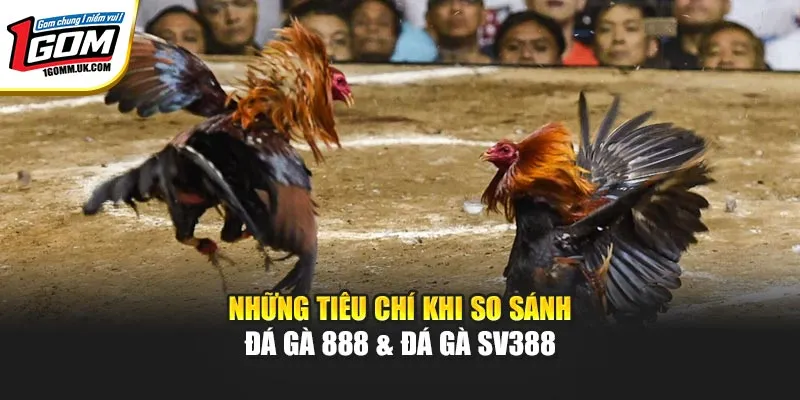 Đá Gà 888 & Đá Gà SV388 - So Sánh Chi Tiết Ngay Tại 1GOM Những tiêu chí khi so sánh đá gà 888 & đá gà SV388