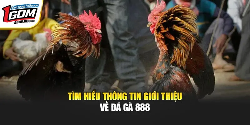 Đá Gà 888 & Đá Gà SV388 - So Sánh Chi Tiết Ngay Tại 1GOM Tìm hiểu thông tin giới thiệu về đá gà 888