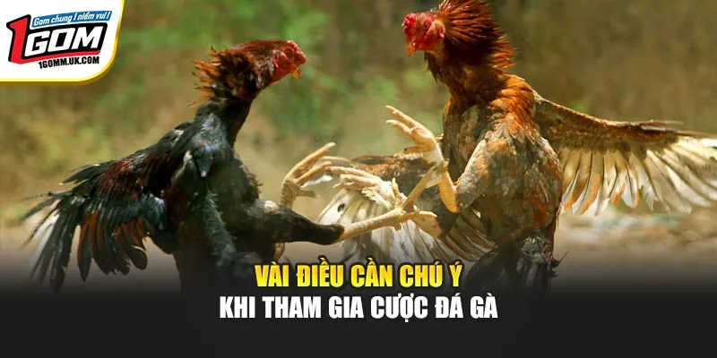 Đá Gà 888 & Đá Gà SV388 - So Sánh Chi Tiết Ngay Tại 1GOM Vài điều cần chú ý khi tham gia cược đá gà